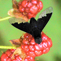 Fly - Bee Fly