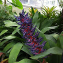 Aechmea