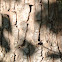 Silver Maple Bark