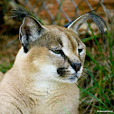 Caracal