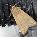 Moth