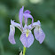 Iris