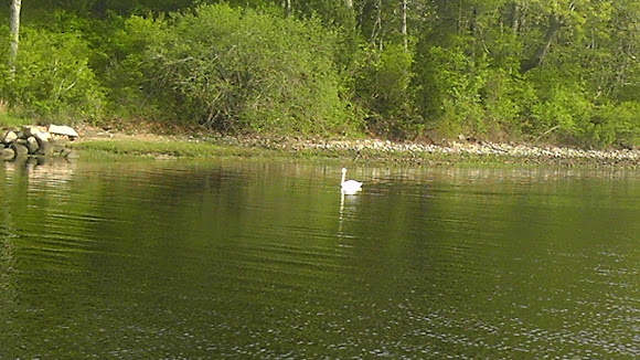 Spotting Image 1