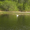 Swan