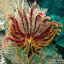 Feather Star
