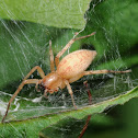 Ghost spider