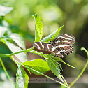 Zebra Longwing Butterfly