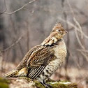 Ruffed Grouse