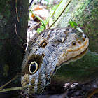 Caligo butterfly