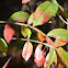 Winged Sumac, Shining sumac, Flameleaf sumac, Mountain sumac, Dwarf sumac