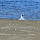 Least Terns (Breeding Plumage)