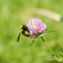 Bumble bee