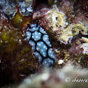 Granulated Phyllidiella