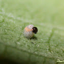 Monarch