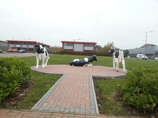 Plastic Cows, Newport Pagnell