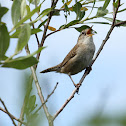 Marsh Wren