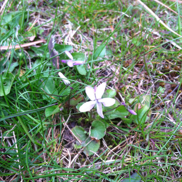 Spotting Image 1
