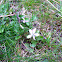 Dog violet, Labrador violet