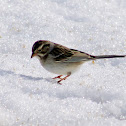 Clay-colored Sparrow