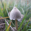Petticoat mottlegill