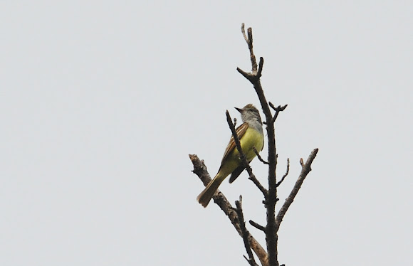 Spotting Image 1