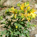 Common St. John's Wort