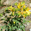 Common St. John's Wort