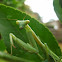 False Garden Mantid