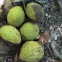 Black walnuts