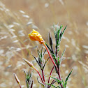 Flor de San José