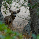 California Mule Deer