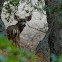 California Mule Deer