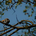 Common Hoopoe