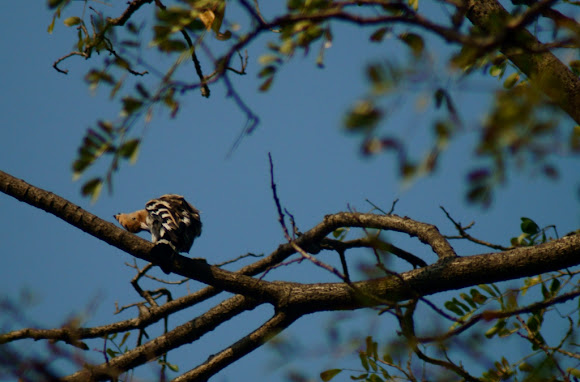 Spotting Image 1