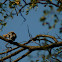 Common Hoopoe