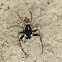 spider
