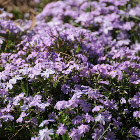 Phlox