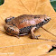 Eastern Narrow-mouthed Toad
