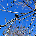 Mourning Cloak Butterfly