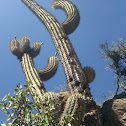 Cactus