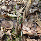 Common Green Darner