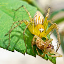 Lynx Spider