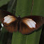 Cybele's Palmfly