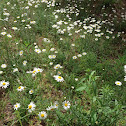 Ox-Eye Daisies