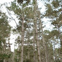 Monterey Pine 