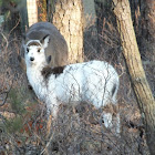 Pyballed Whitetail Deer(Molly)