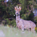 Roe Deer
