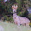 Roe Deer