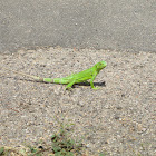 (juvenile) green iguana