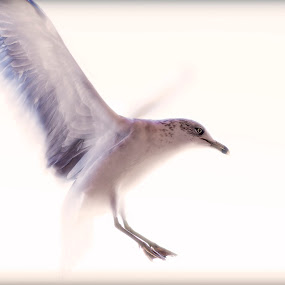 by Cody Miller - Wildlife Birds